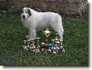 Chien de Montagne des Pyr�n�es