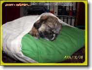 �icu, Shih-Tzu