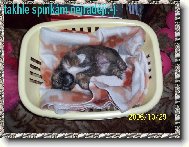 �icu, Shih-Tzu