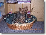 Jork��rsk� terier, Yorkshire Terrier,