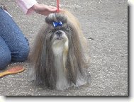 �icu, Shih-Tzu