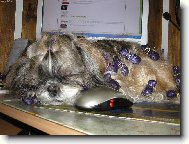 �icu, Shih-Tzu