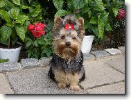 Jork��rsk� terier, Yorkshire Terrier,
