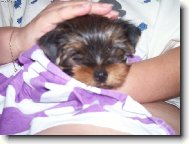 Jork��rsk� terier, Yorkshire Terrier,