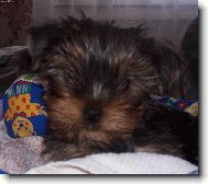 Jork��rsk� terier, Yorkshire Terrier,