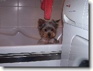 Jork��rsk� terier, Yorkshire Terrier,