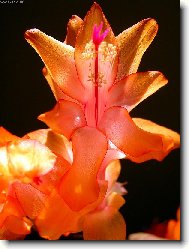 Schlumbergera
