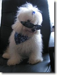 Bichon � poil fris�, Bichon Frise