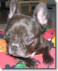 Bouledogue francais, French Bulldog