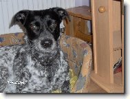 Chinese Crested Dog