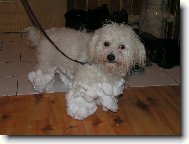 Bichon � poil fris�, Bichon Frise