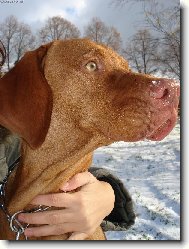 R�vidsz�r� Magyar Vizsla, Hungarian Short-haired Pointing Dog