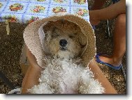 Bichon � poil fris�, Bichon Frise