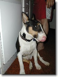 Bull Terrier