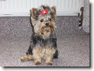 Jork��rsk� terier, Yorkshire Terrier,