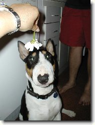 Bull Terrier