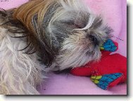 �icu, Shih-Tzu