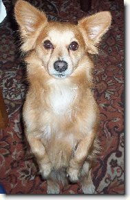 Chinese Crested Dog