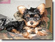 Jork��rsk� terier, Yorkshire Terrier,