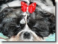 �icu, Shih-Tzu
