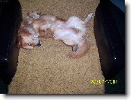 Chinese Crested Dog