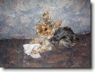 Jork��rsk� terier, Yorkshire Terrier,