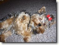 Jork��rsk� terier, Yorkshire Terrier,