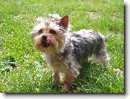 Jork��rsk� terier, Yorkshire Terrier,