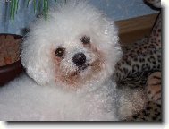 Bichon � poil fris�, Bichon Frise