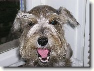 Zwergschnauzer, Miniature Schnauzer