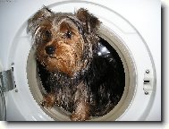 Jork��rsk� terier, Yorkshire Terrier,