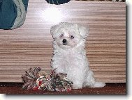Maltese