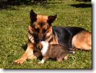 German Shepherd Dog