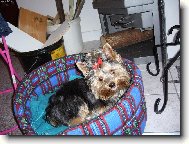 Jork��rsk� terier, Yorkshire Terrier,