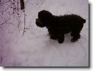 Poodle, Caniche