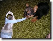 Jork��rsk� terier, Yorkshire Terrier,