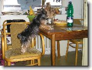Jork��rsk� terier, Yorkshire Terrier,
