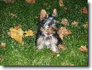 Jork��rsk� terier, Yorkshire Terrier,