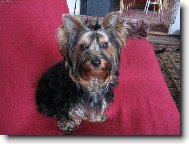 Jork��rsk� terier, Yorkshire Terrier,