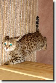 Savannah of Bengal Cats