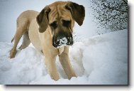 English Mastiff