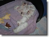 Bichon � poil fris�, Bichon Frise