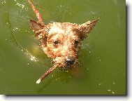Jork��rsk� terier, Yorkshire Terrier,
