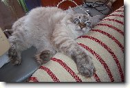 Neva cat, Neva Masquarade