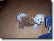 Bichon � poil fris�, Bichon Frise