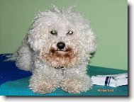 Bichon � poil fris�, Bichon Frise
