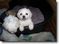Bichon � poil fris�, Bichon Frise