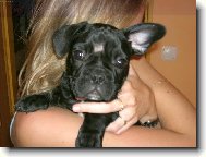 Bouledogue francais, French Bulldog
