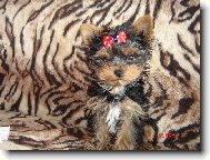 Jork��rsk� terier, Yorkshire Terrier,