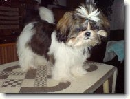 �icu, Shih-Tzu